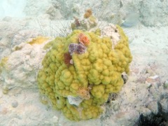 Christmass Tree Worms (on Mustard Hill coral)